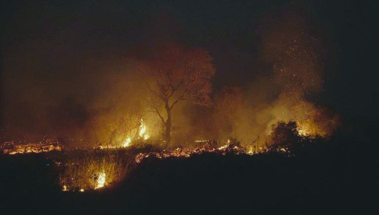 Voluntários se unem para salvar Pantanal