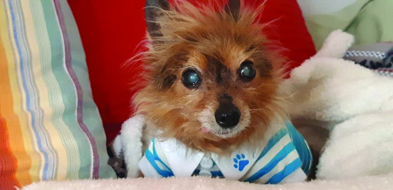 The Doggy Diva Show: The Case for Adopting Senior Dogs