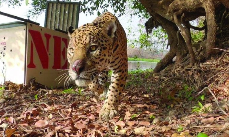 Onça-pintada ferida pelo fogo é reintroduzida na natureza no Pantanal