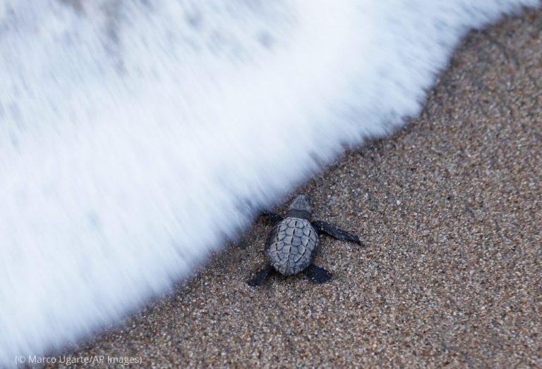These Sea Turtles Face Peril
