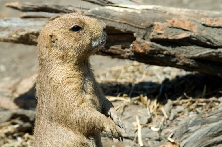 Happy Groundhog Day!