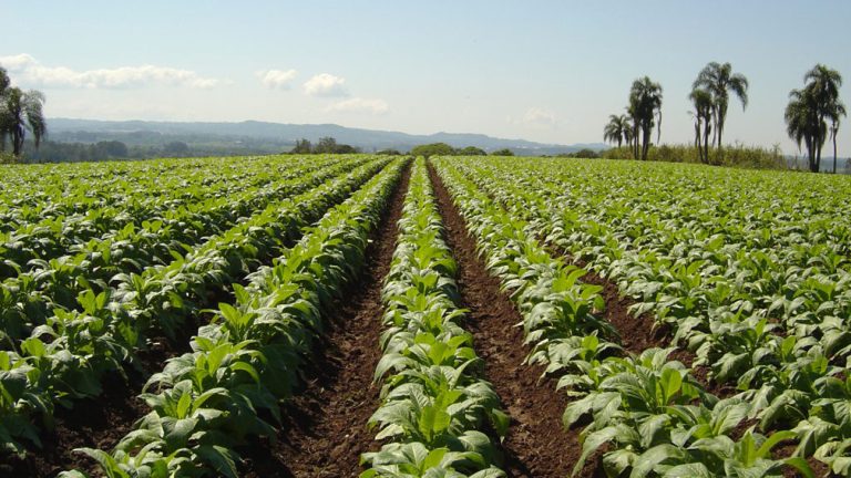 Tobacco farmers switch to sustainable crops in Brazil