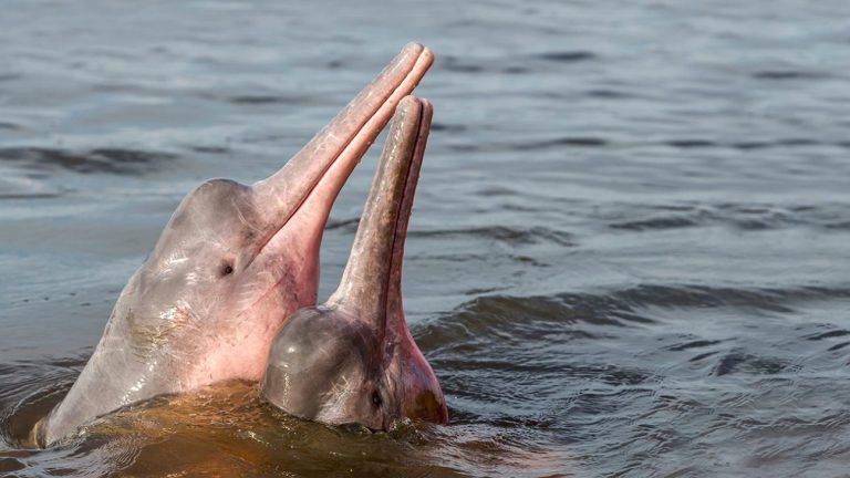 More than 100 dolphins found dead in Brazil’s Amazon