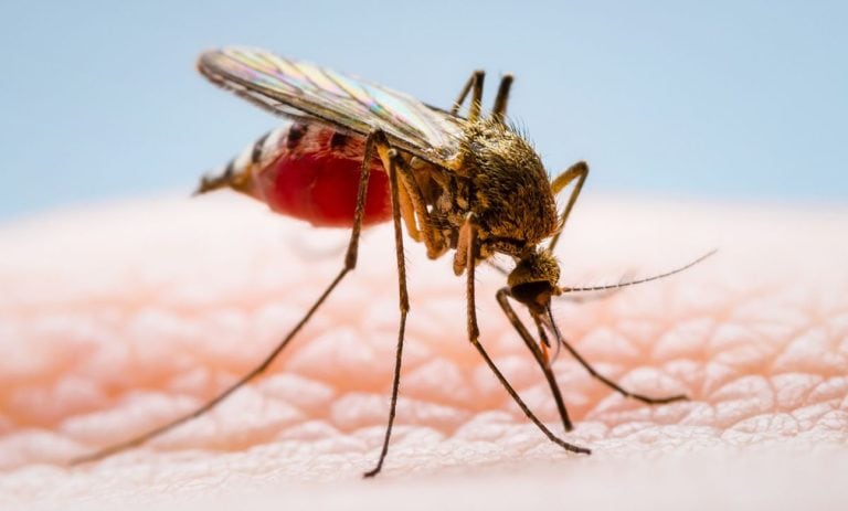 Brazil To Start Widespread Dengue Vaccinations
