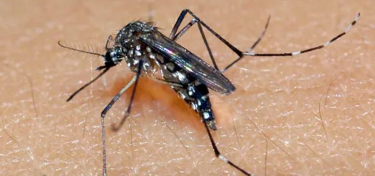 Rio De Janeiro Declares State Of Emergency Due To Dengue Cases
