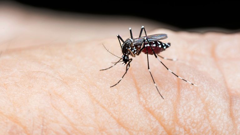 Casos De Dengue Chegam A 5,2 Milhões Nas Américas E Surto Atinge Recorde Anual, Diz OPAS