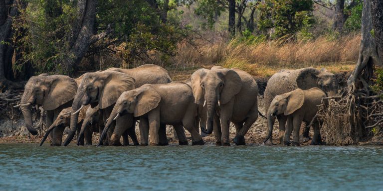 Turista Americana É Morta Por Elefante Durante Safari Na Zâmbia