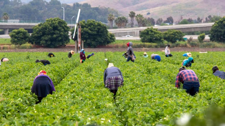 Novos Imigrantes Obtêm Autorizações De Trabalho. E Os Imigrantes Que Vivem Há Anos No País, Como Ficam?