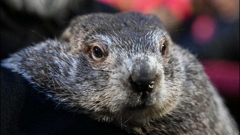 “Groundhog Day:” Punxsutawney Phil teria visto sua sombra, prevendo mais 6 semanas de tempo frio nos EUA