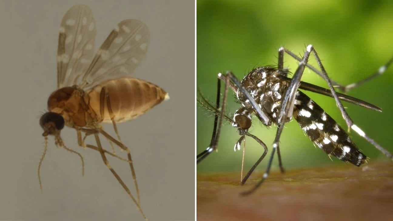 Estudo explica diferença de sintomas entre febre do Oropouche e dengue