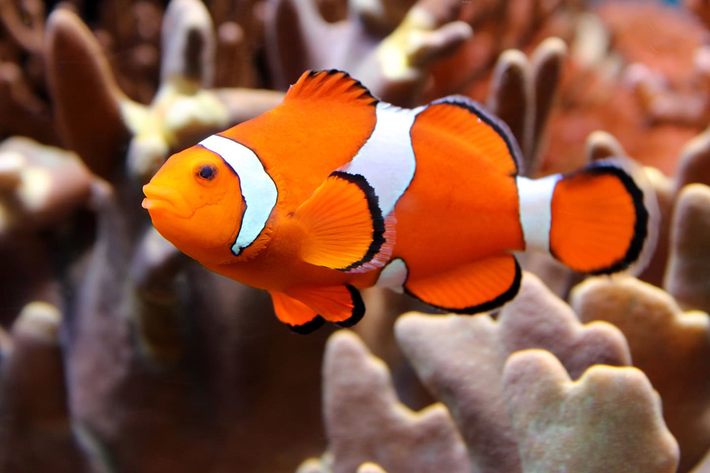 Peer Pressure Can Make This Clownfish Change Its tripes