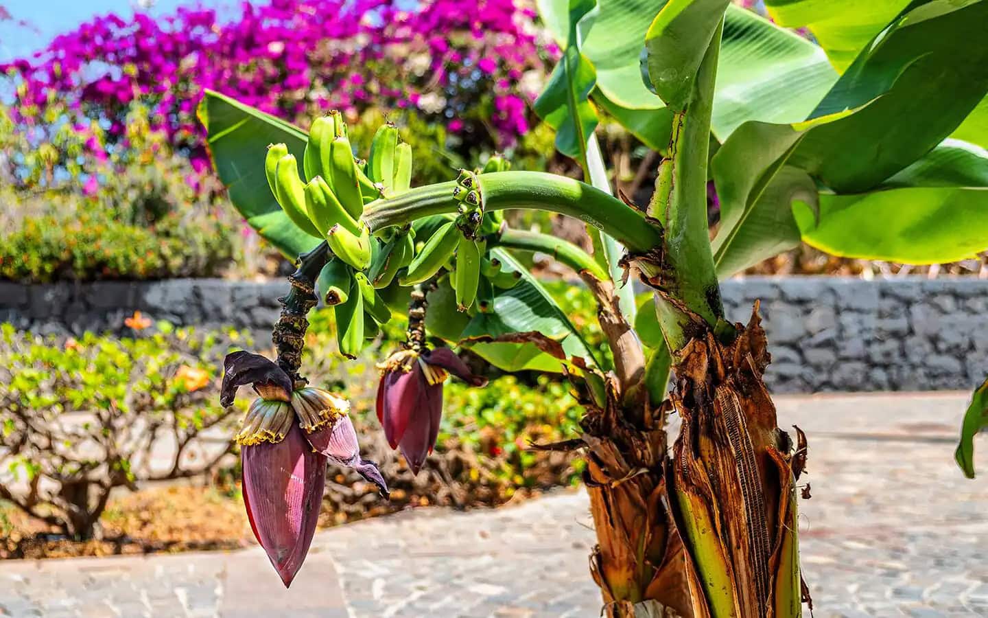 Some Plants Have A Genetic Superpower That May Help Them Survive A Cataclysm