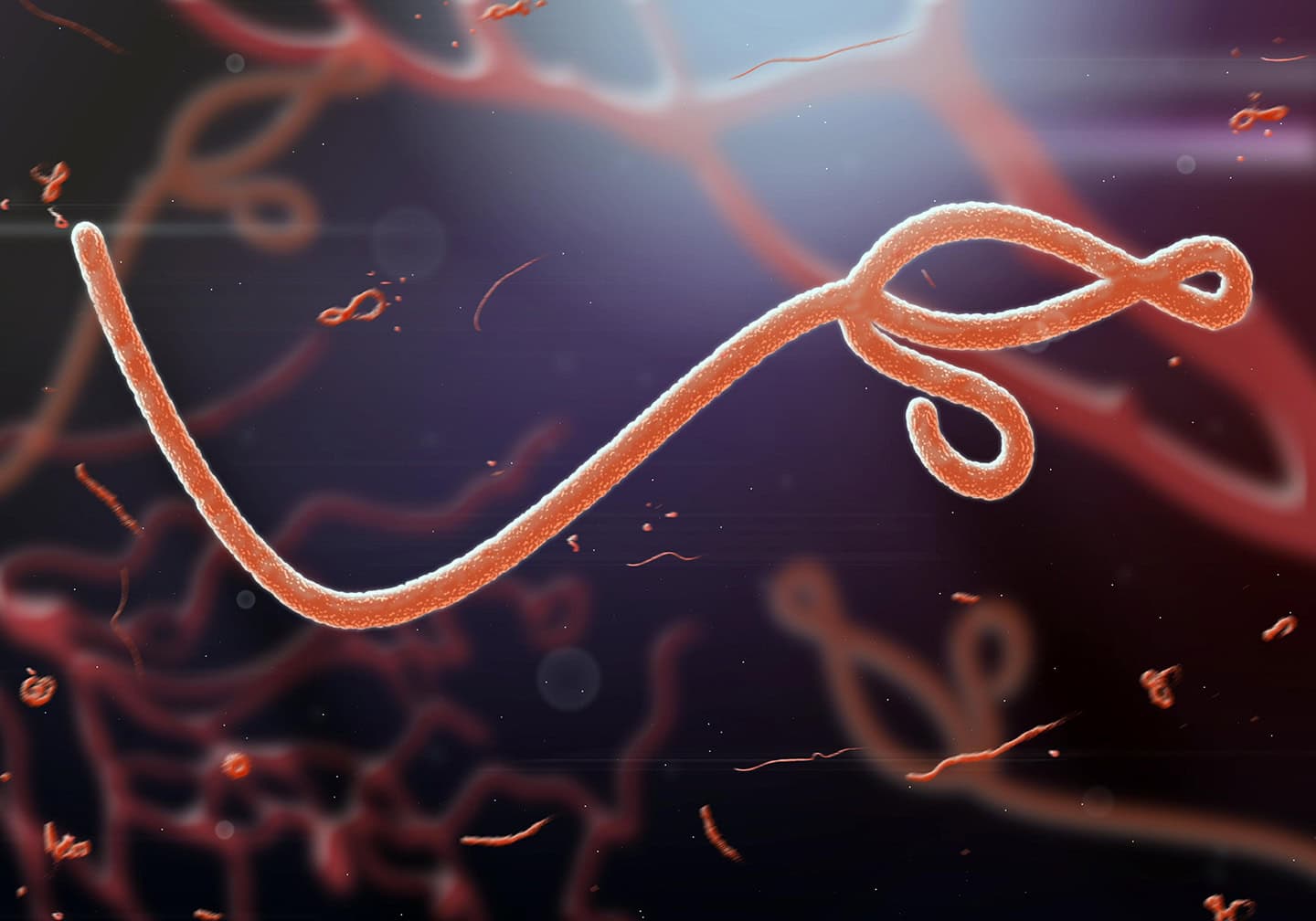 World Health Organization Declares Ebola Outbreak In Congo A Global Health Emergency
