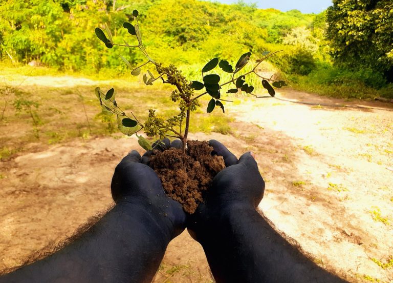 Saberes tradicionais apontam caminhos para combate à crise ambiental