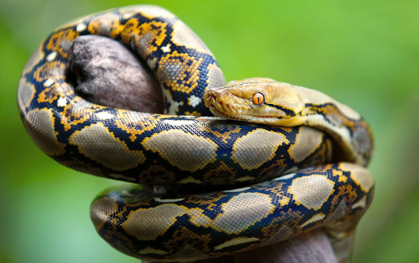 Pythons’ Extreme Biology May Hold Clues For Treating Human Disease