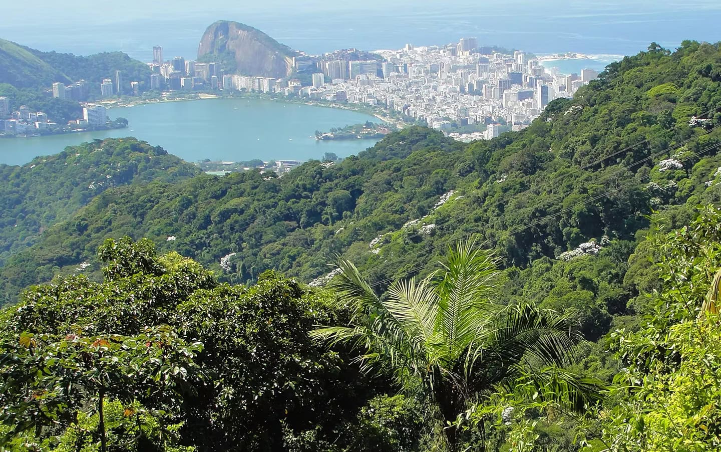 Exploring The Green Side Of Rio De Janeiro: A Vast Urban Rain Forest