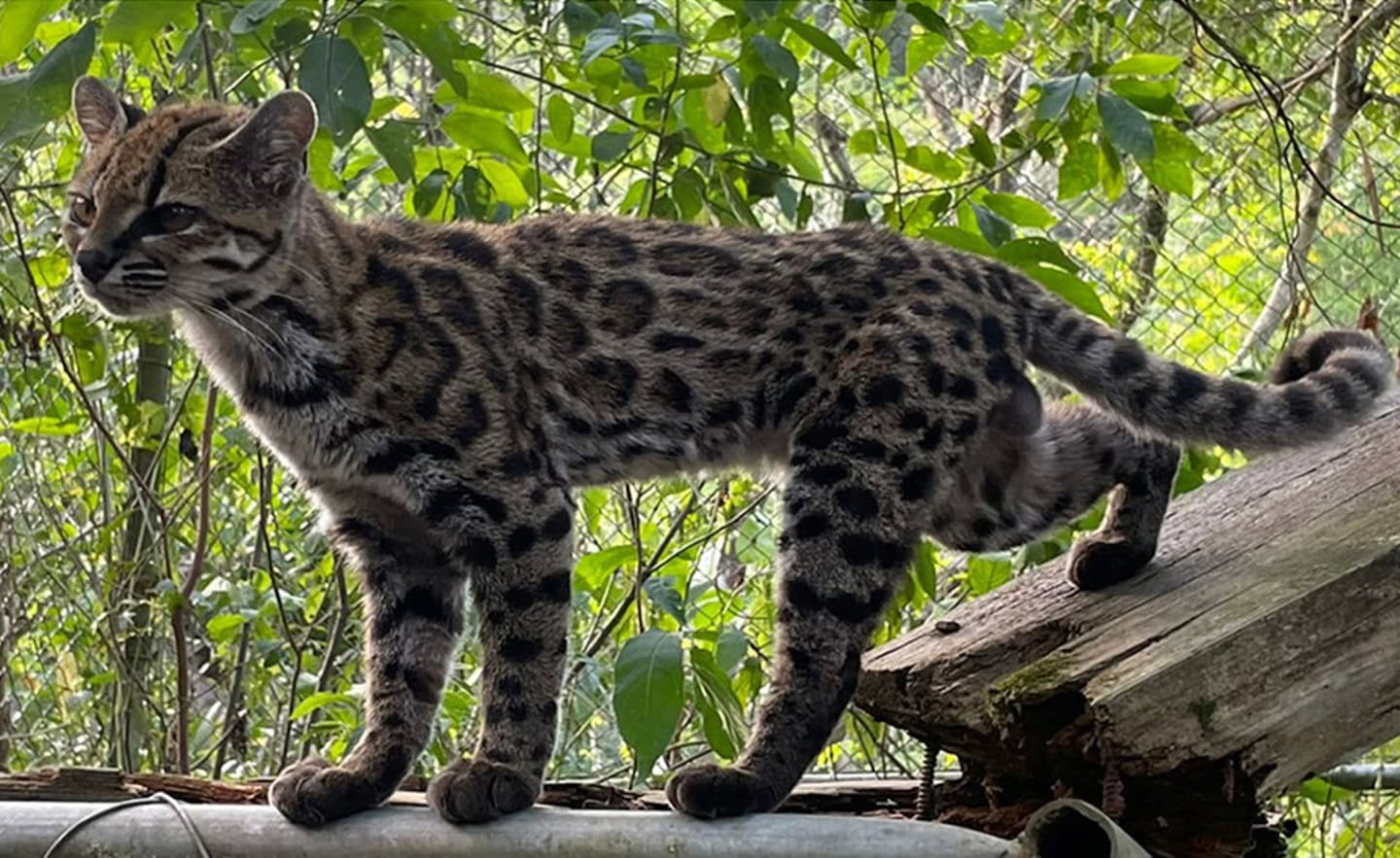 Brazilian-led Team Finds New Feline Species In Bolivian Forests