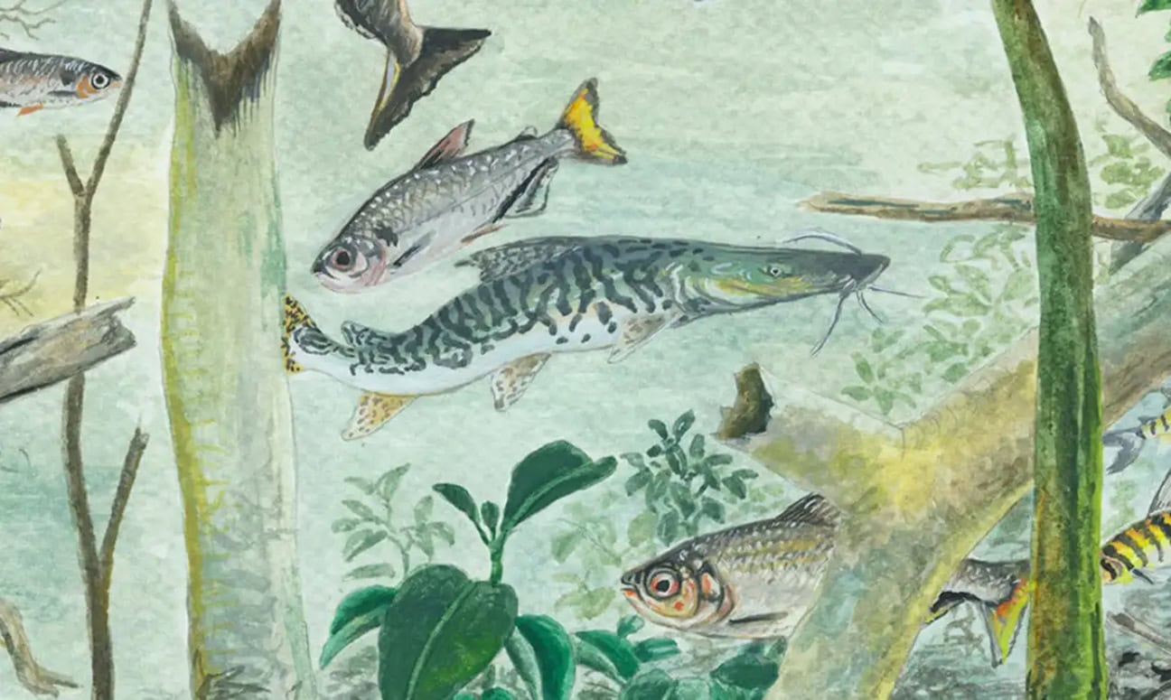 Amazon Home To Over 2,700 Species Of Fish, Study Finds